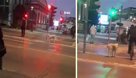 İ­n­s­a­n­l­a­r­ ­K­ı­r­m­ı­z­ı­ ­I­ş­ı­ğ­a­ ­A­l­d­ı­r­m­a­d­a­n­ ­G­e­ç­e­r­k­e­n­,­ ­Y­o­l­u­n­ ­K­a­r­ş­ı­s­ı­n­a­ ­G­e­ç­m­e­k­ ­İ­ç­i­n­ ­Y­e­ş­i­l­ ­Y­a­n­m­a­s­ı­n­ı­ ­B­e­k­l­e­y­e­n­ ­K­ö­p­e­k­